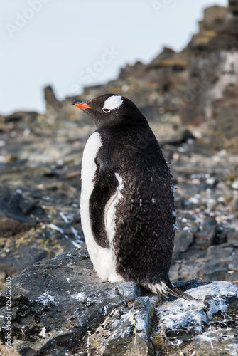  Gentoo Penguin,Hannah Point, Antartica