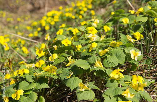 The first spring flowers.