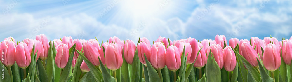 Naklejka premium Tulipany krajobraz
