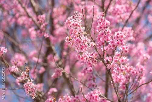 Cherry blossoms of Thailand