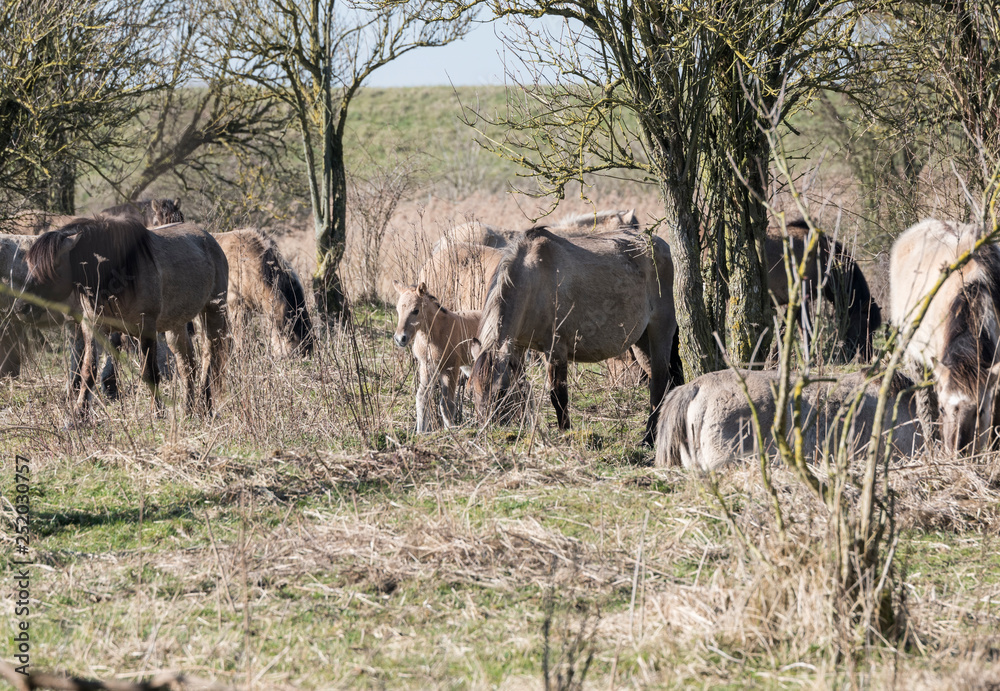 Konik horses passing in the winter landscape Konik horses passing in the winter landscape
