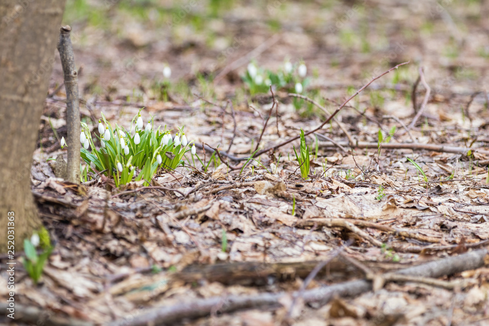 Sunrise sunset light on the white tender snowdrops in the spring forest