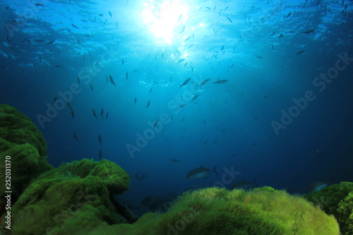 Green Seaweed, blue water and fish © Richard Carey