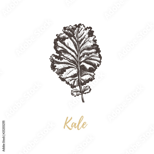 Kale vector illustration. 
