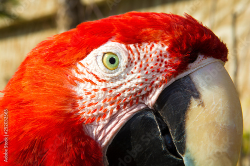 Close-up portrait of Colorful parrot.Scarlet Macaw