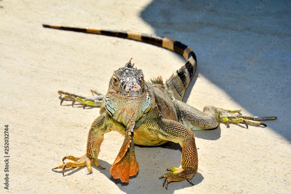 Closeup portrait of an iguana Closeup portrait of an iguana