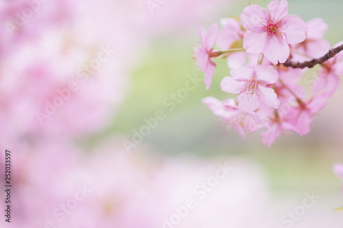 ふんわり可愛い二ヶ領用水の河津桜(4)