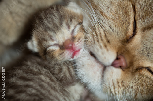 cat mother and baby kitten sleeping together