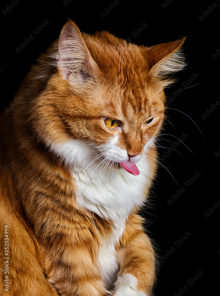cat shows tongue