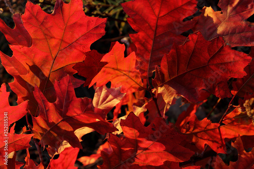 Scarlet Oak Cropped Shot. Close Up Of Pin Oak. Red Leaves. Cropped Shot Of Autumn Tree. Autumn Nature Background. Colorful Background Of Natural Autumn Foliage. Nature Background.