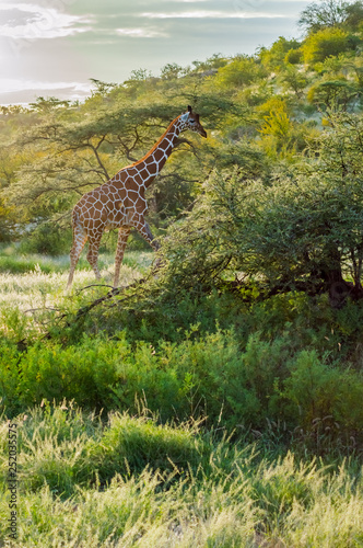 Giraffe crossing the trail in Samburu Park