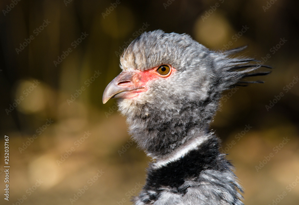 Close up portrait of a southern screamer or crested screamer (Chauna torquata) bird at the Pilsen, ZOO Close up portrait of a southern screamer or crested screamer (Chauna torquata) bird at the Pilsen, ZOO