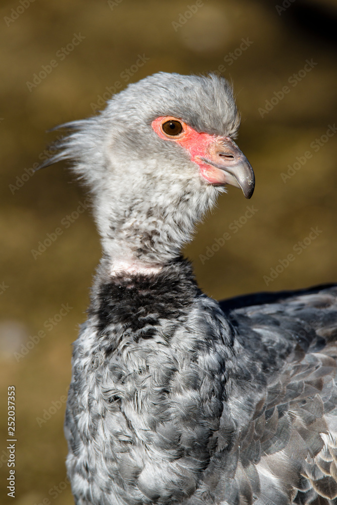 Close up portrait of a southern screamer or crested screamer (Chauna torquata) bird at the Pilsen, ZOO Close up portrait of a southern screamer or crested screamer (Chauna torquata) bird at the Pilsen, ZOO