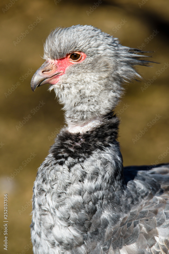 Close up portrait of a southern screamer or crested screamer (Chauna torquata) bird at the Pilsen, ZOO Close up portrait of a southern screamer or crested screamer (Chauna torquata) bird at the Pilsen, ZOO