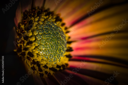 Macro of yellow flower
