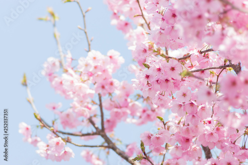 満開の河津桜