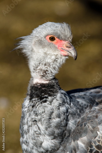 Close up portrait of a southern screamer or crested screamer (Chauna torquata) bird at the Pilsen, ZOO © milanvachal