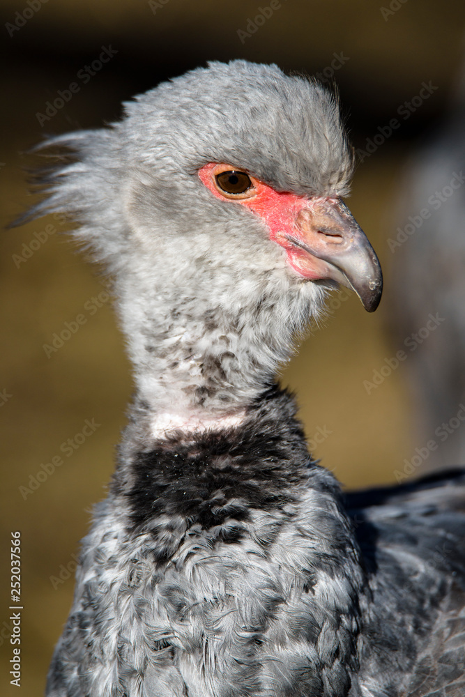 Close up portrait of a southern screamer or crested screamer (Chauna torquata) bird at the Pilsen, ZOO Close up portrait of a southern screamer or crested screamer (Chauna torquata) bird at the Pilsen, ZOO