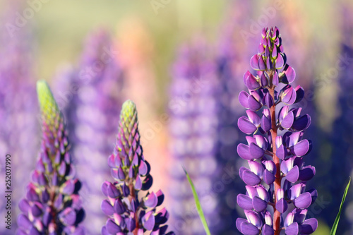 Lupinus polyphyllus, Lake Tekapo, New Zealand