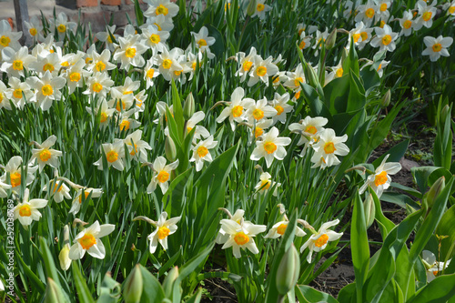 Springtime flower bed with narcissus flowers or daffodils.