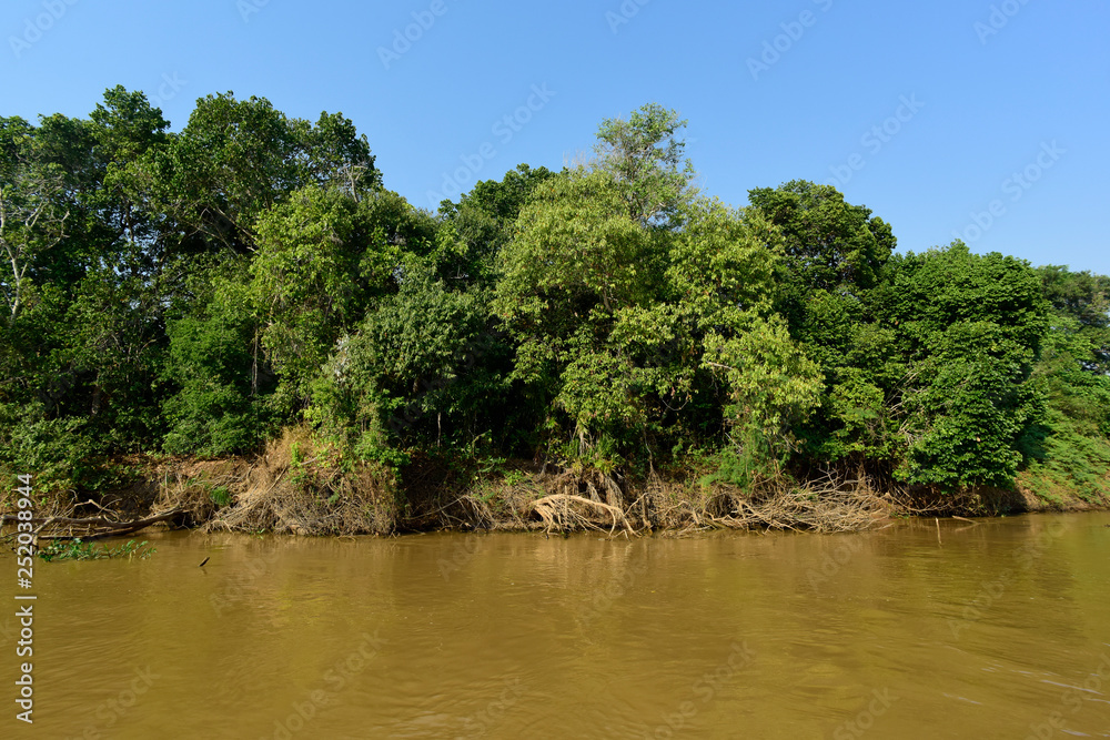 River landscape and jungle,Pantanal, Brazil River landscape and jungle,Pantanal, Brazil