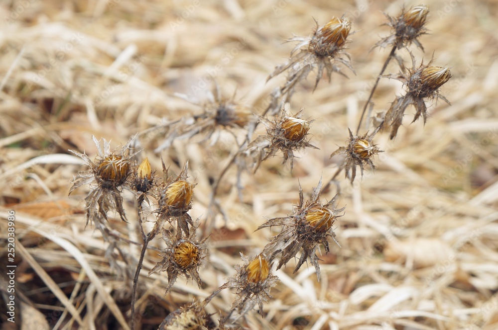 Dry thorny plant in winter