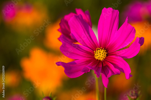 close up Cosmos bipinnatus most beautiful