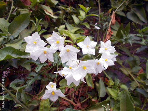 Fiori bianchi campanula photo