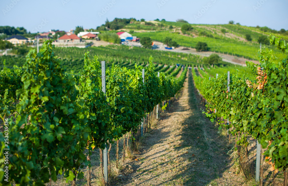 Vineyard in South Moravia region, Czech Republic, Europe