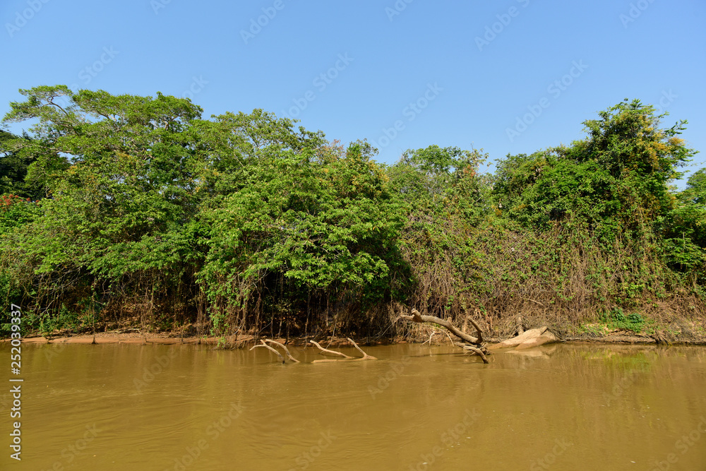 River landscape and jungle,Pantanal, Brazil River landscape and jungle,Pantanal, Brazil