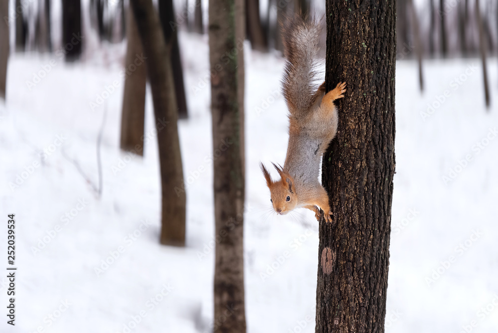 cute red squirrel  stretched on tree trunk  in the park in winter