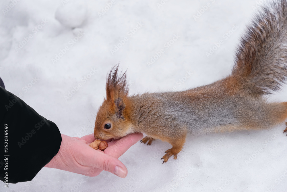 Feeding squirrel in the park in winter Feeding squirrel in the park in winter