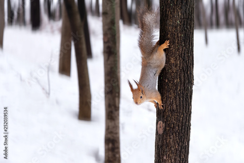 cute red squirrel  stretched on tree trunk  in the park in winter © Gioia