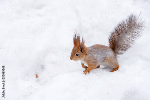 Feeding squirrel in the park in winter © Gioia