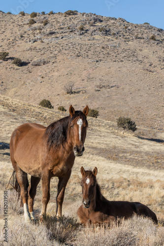 Wild Horse Mare and Foal in Winter