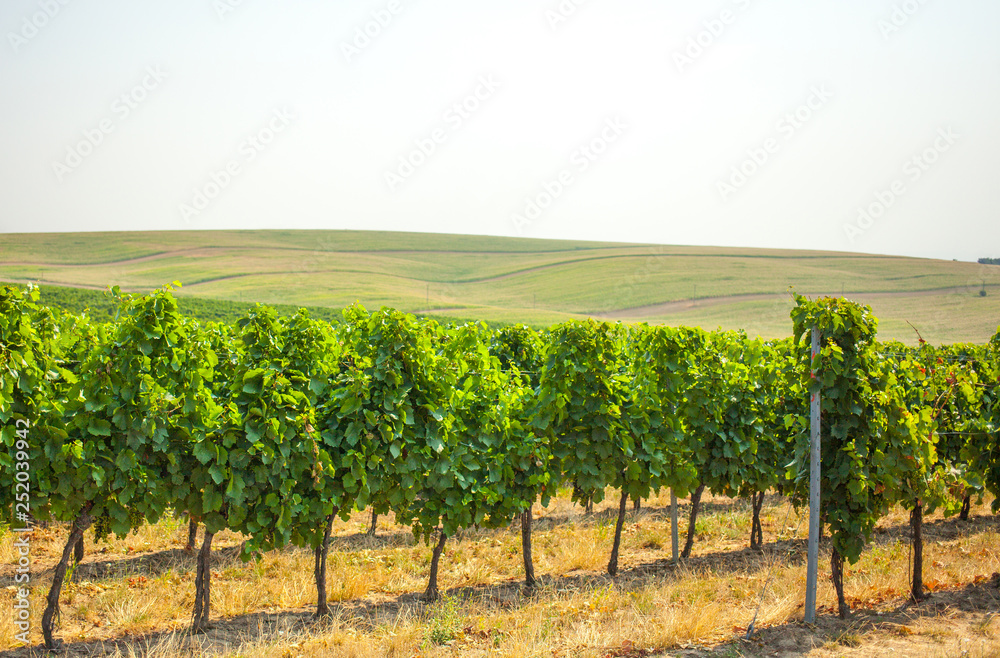 Vineyard in South Moravia region, Czech Republic, Europe