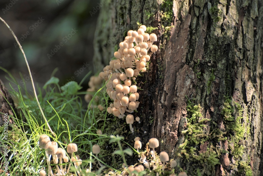 Collection of little mica-sparrow mushroom on a tree stump with moss Collection of little mica-sparrow mushroom on a tree stump with moss