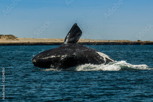 Whale jumping in Peninsula Valdes,, Patagonia, Argentina