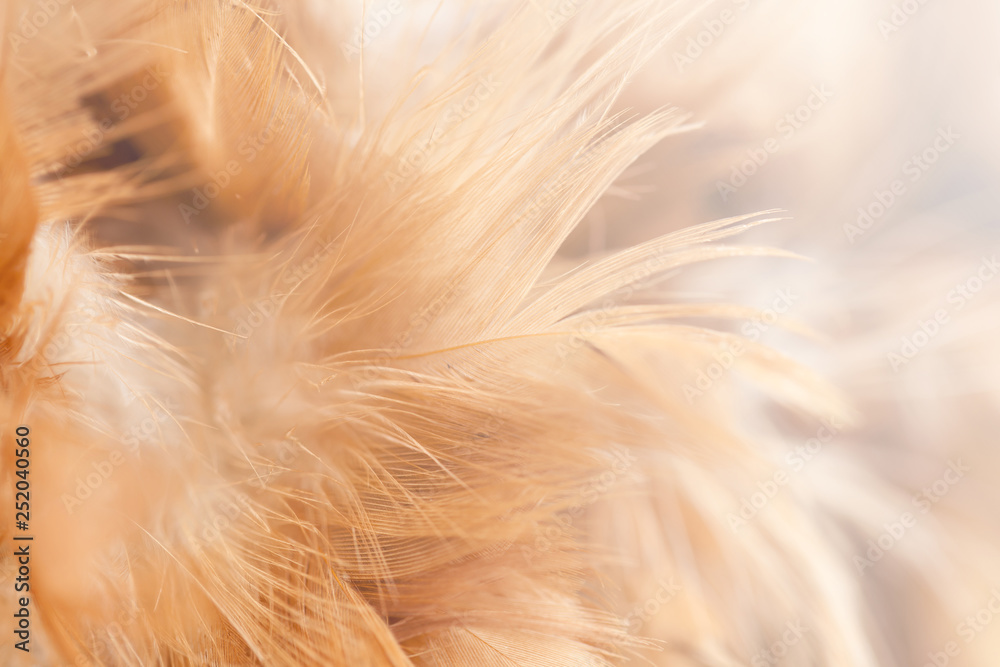 Bird and chicken feathers in soft and blur style for the background Bird and chicken feathers in soft and blur style for the background