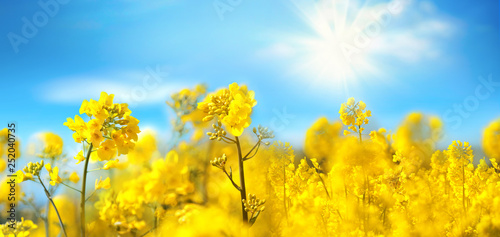 Rape flowers close-up against a blue sky with clouds in rays of sunlight on nature in spring, panoramic view. Growing blossoming rape, soft focus, copy space. photo