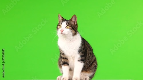 gray cat looks up and down on a green background