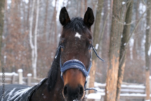 Photography Westphalian horse in paddock  in the snow in winter
