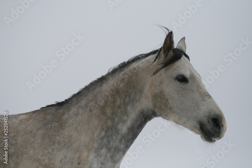 arab horse on a snow slope (hill) in winter © Maria Antropova