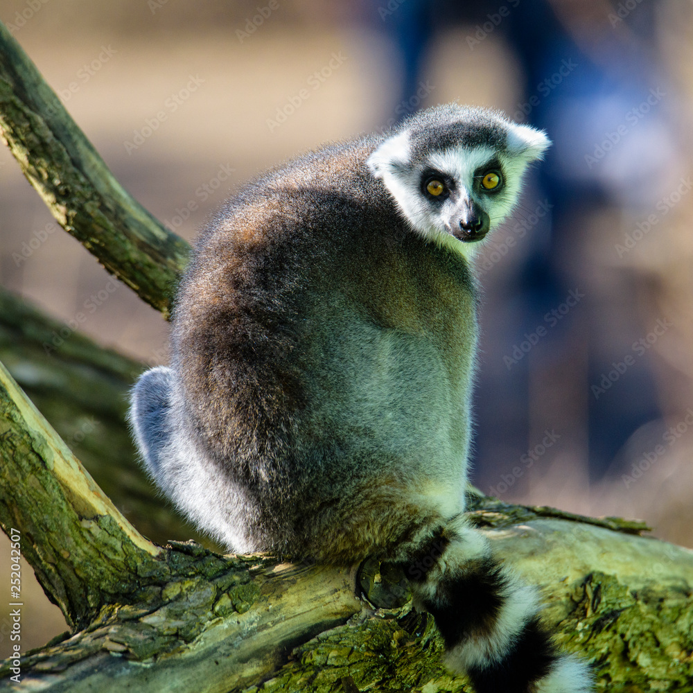 Obraz premium Ring tailed lemur (Lemur Catta) in a forest.