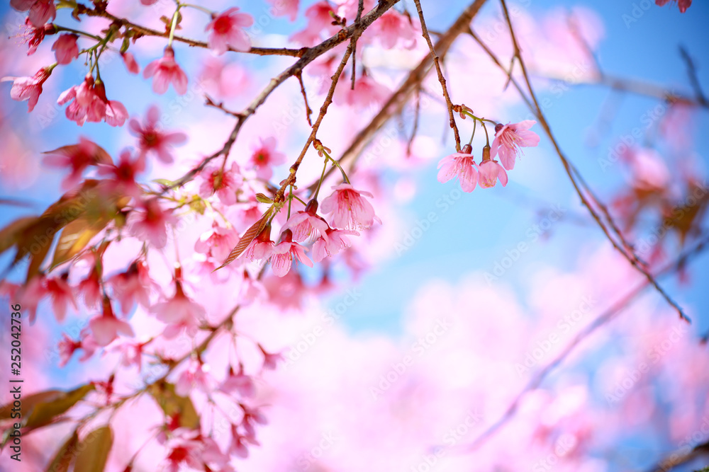 Wild Himalayan Cherry Wild Himalayan Cherry
