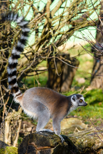 Ring tailed lemur  Lemur Catta  in a forest.