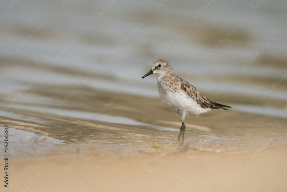 Little stint / Calidris minuta. Al Qudra lake. UAE Little stint / Calidris minuta. Al Qudra lake. UAE