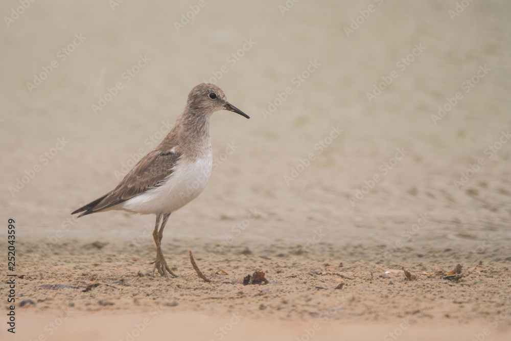 Temminck's stint (Calidris temminckii). Al Qudra lake. United Arab Emirates Temminck's stint (Calidris temminckii). Al Qudra lake. United Arab Emirates