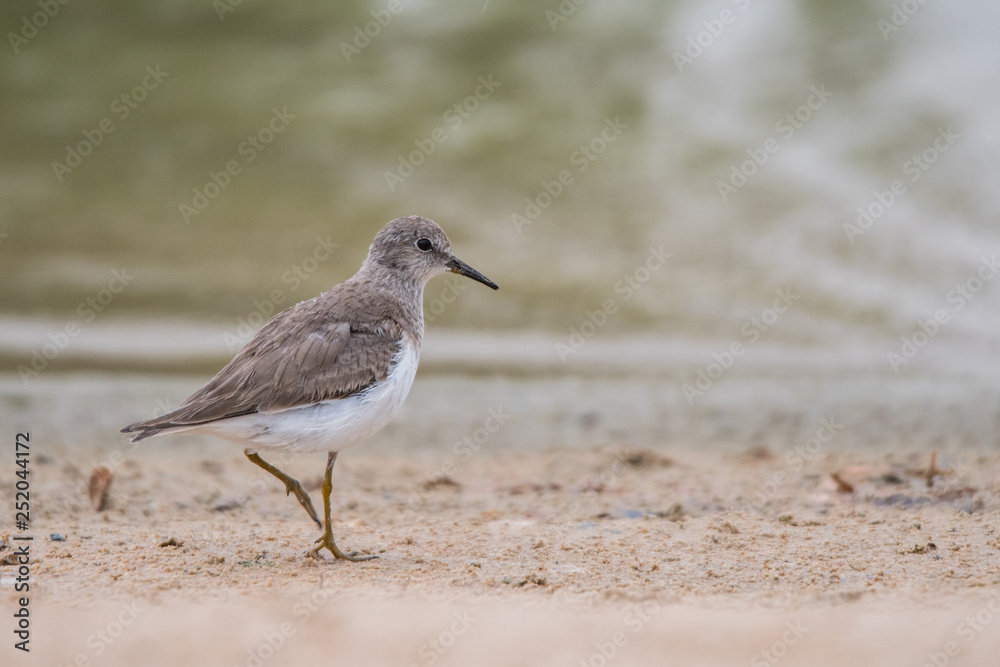 Temminck's stint (Calidris temminckii). Al Qudra lake. United Arab Emirates Temminck's stint (Calidris temminckii). Al Qudra lake. United Arab Emirates