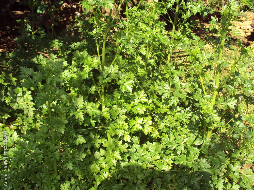 Hortalizas verdes en un jardín Hortalizas verdes en un jardín